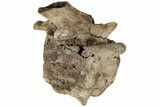 Hadrosaur (Edmontosaurus) Anterior Caudal Vertebra - Wyoming #232745-1